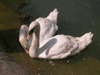 Лосевский Павел. Лебеди на Чистыхе прудах. 2003г.