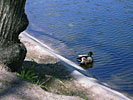 Serpentinka. Чистые пруды. 2003