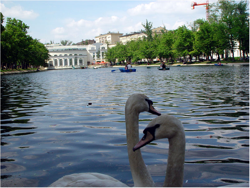 СПИРИДОНОВ А. Лебеди на Чистых прудах. Май 2003
